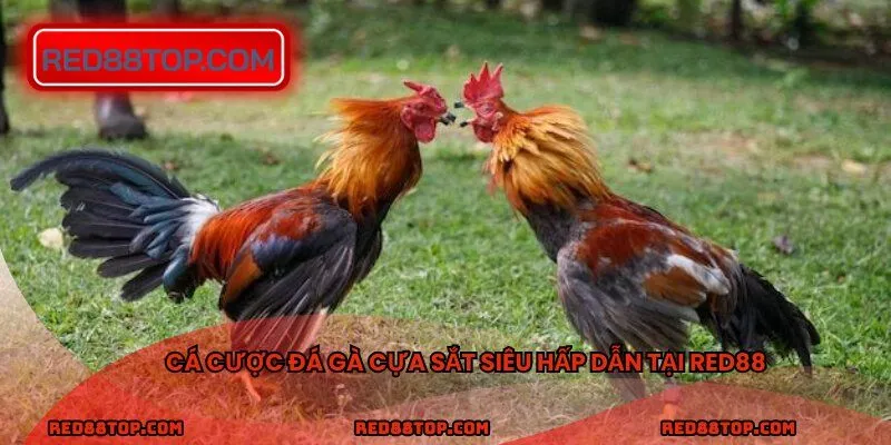 Cá cược đá gà cựa sắt siêu hấp dẫn tại RED88