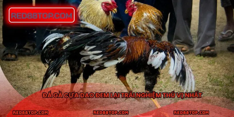 Đá gà cựa dao đem lại trải nghiệm thú vị nhất