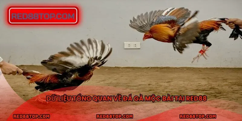 Dữ liệu tổng quan về đá gà mộc bài tại RED88