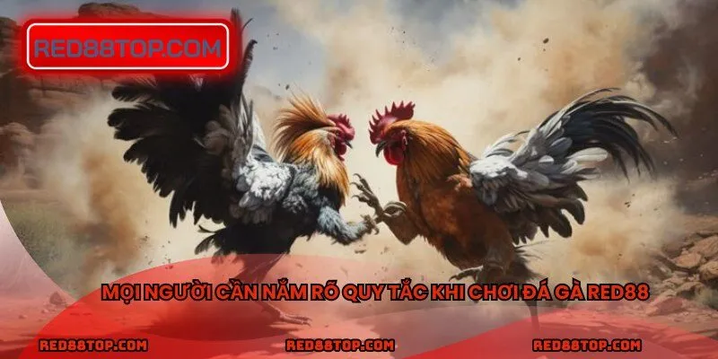 Mọi người cần nắm rõ quy tắc khi chơi đá gà RED88