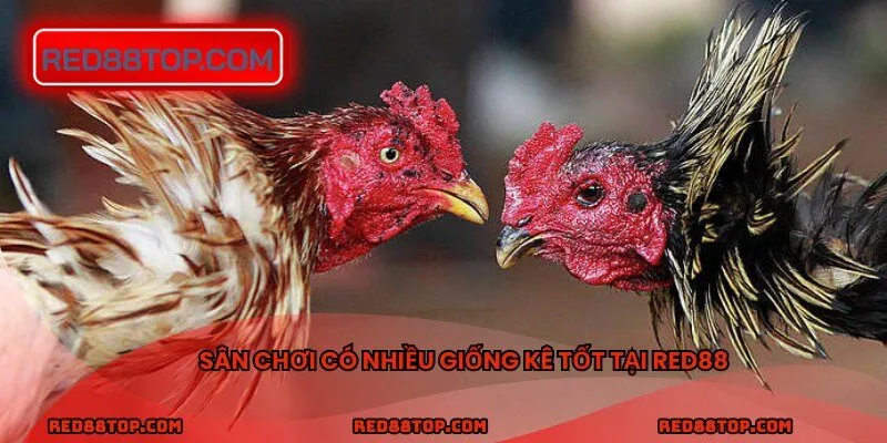 Sân chơi có nhiều giống kê tốt tại RED88