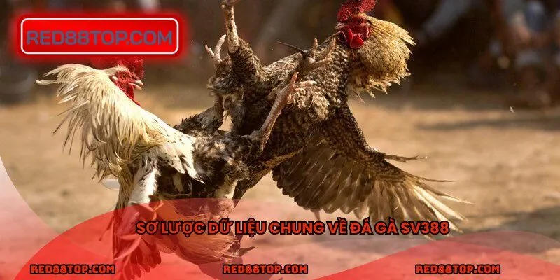 Sơ lược dữ liệu chung về đá gà Sv388
