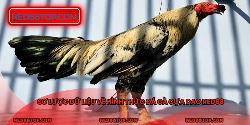 Sơ lược dữ liệu về hình thức đá gà cựa dao RED88