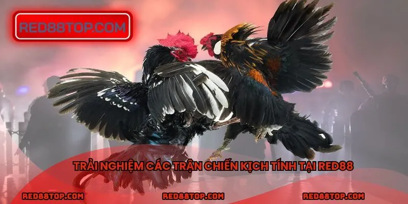 Trải nghiệm các trận chiến kịch tính tại RED88